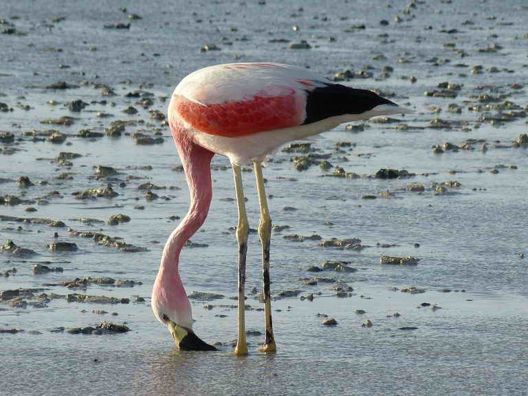 Фламинго на соляном озере Атакамы